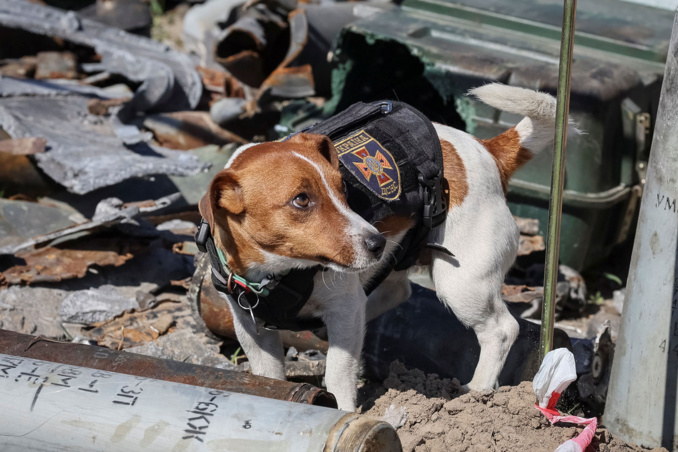 ​Pour son efficacité au front, le chien soldat ‘’patron’’ décoré par le président Ukrainien