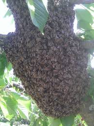 Un nid d'abeilles sauvages