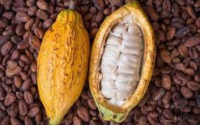 Côte d'Ivoire/ Le prix du cacao va chuter.