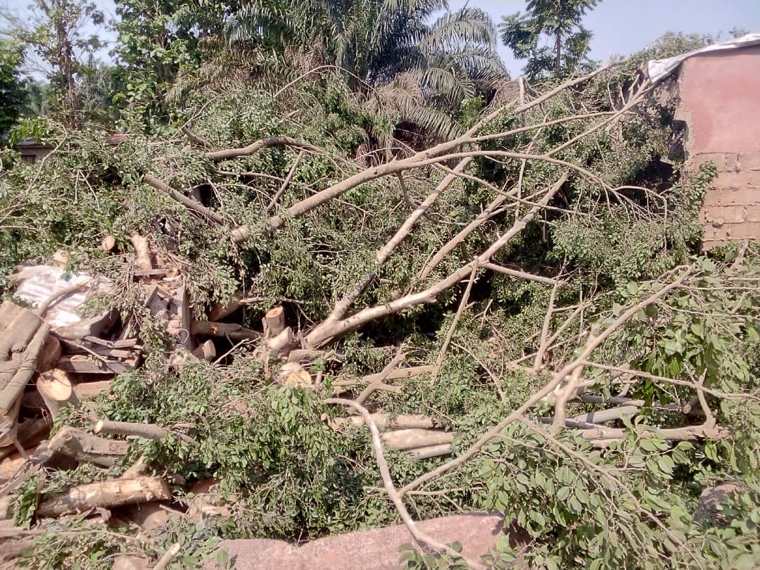 C'est sous ce gros arbre déraciné que le corps sans vie du gamin Dadié Kodjo Prince a été retrouvé