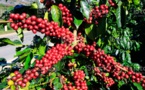 UEMOA Matières Premières exportées : Le prix du café a  fortement progressé en décembre