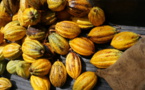 Le conseil Café –Cacao de Côte d’Ivoire présent  au Forum européen  du Cacao en Italie.