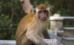 Tanzanie : un singe enlève un bébé dans les bras de sa mère